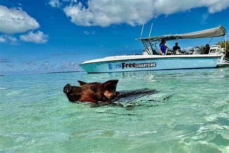 eleuthera pigs|Swimming Pigs Day Trip l Harbor Island & Eleuthera。